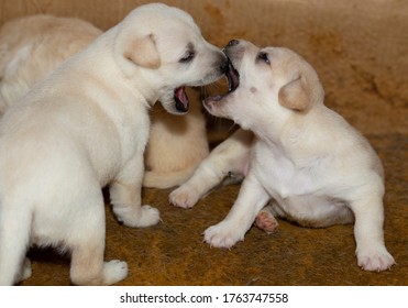 Аir Kiss. Young Dogs. Small Puppies Get To Know The World Around Them. Now I Can Kiss You.