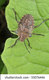 Kissing Bug