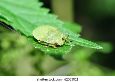 Kissing Bug