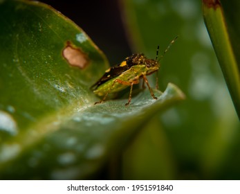 Kissing Bug On A Leaf