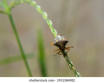 Kissing Bug On A Twig 