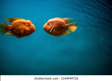 Kissing Fish From Aquarium