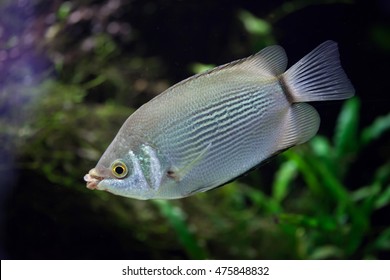 Kissing gourami (Helostoma temminckii), also known as the kissing fish. Wildlife animal.  - Shutterstock ID 475848832