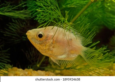 Kissing gouramis, also known as kissing fish or kissers (Helostoma temminckii), are medium-sized tropical freshwater fish comprising the monotypic labyrinth fish family Helostomatidae (from the Greek  - Shutterstock ID 1895924638