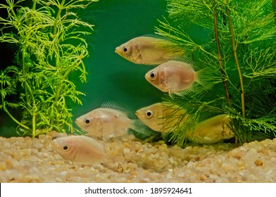Kissing gouramis, also known as kissing fish or kissers (Helostoma temminckii), are medium-sized tropical freshwater fish comprising the monotypic labyrinth fish family Helostomatidae (from the Greek  - Shutterstock ID 1895924641