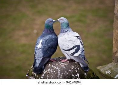 Kissing Pigeons