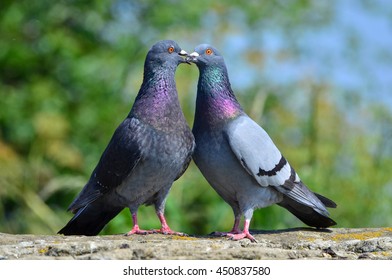 Kissing Pigeons, Feral Pigeon, Columba Livia Domestica