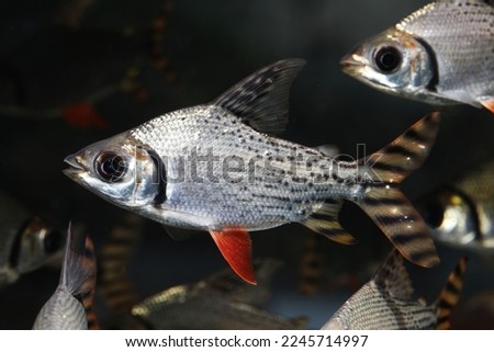 kissing prochilodus or flag tailed Characin (Semaprochilodus insignis) 