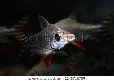 kissing prochilodus or flag tailed Characin (Semaprochilodus insignis) fish face close up