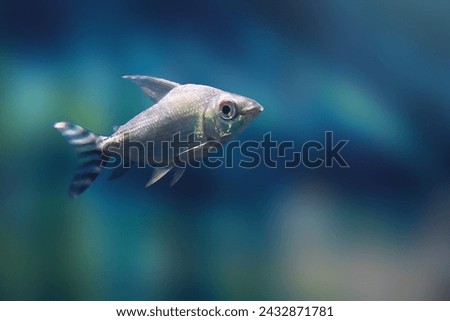 Kissing Prochilodus (Semaprochilodus insignis) - Freshwater Fish