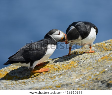 kissing puffins