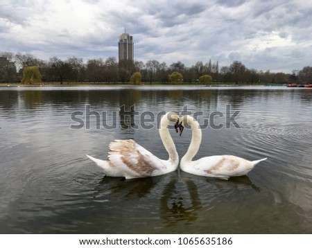 Kissing swan couple in lake.Heart shape of swans in Hyde park London United Kingdom.