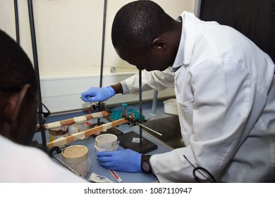 Kisumu / Kenya - 5/9/2018: Medical Researchers Feeding Mosquitoes In A Lab