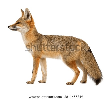 Kit Fox Kit Fox Standing Alert Slim Body Stru Isolated On White Background