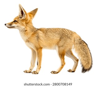 Kit Fox Standing Profile, Sandy Beige Fur Desert Fox Isolated on White Background