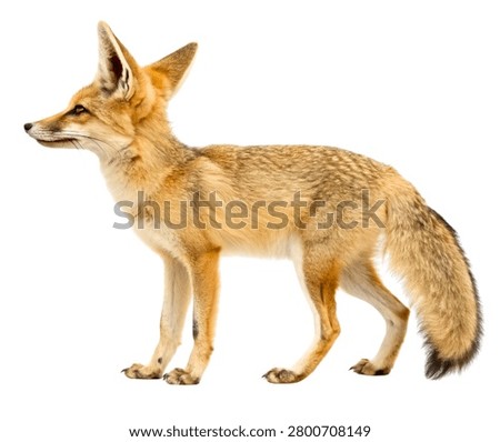Kit Fox Standing Profile, Sandy Beige Fur Desert Fox Isolated on White Background