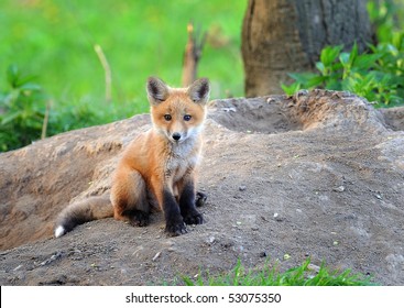 Kit Fox In The Wild, Indiana.