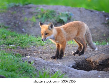 Kit Fox In The Wild, Indiana.