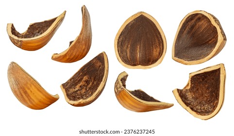 Kit. hazelnut shells. Depth of field. Isolated. On an empty background.