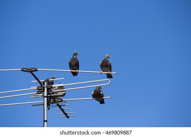  A kit or loft of grey pigeons constituting  the bird clade Columbidae sit  on a  TV antenna of an iron roofed suburban house on a  sunny afternoon in late summer.
