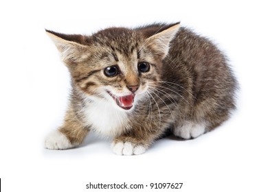 4,213 Shocked Kitten Images, Stock Photos & Vectors | Shutterstock