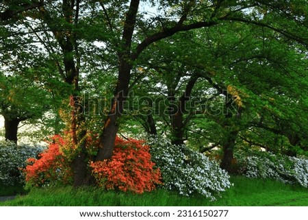 Similar – Foto Bild Herbstlicher Park Natur