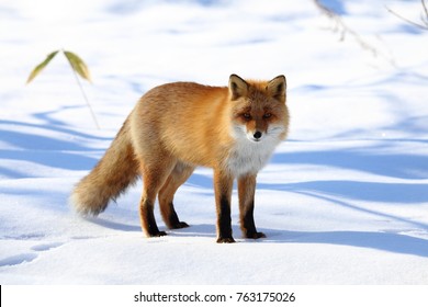 Kitakitsune, Ezo Red Fox