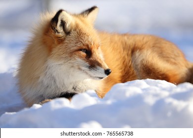 Kitakitsune, Ezo Red Fox