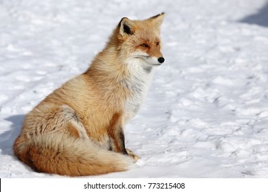 Kitakitsune, Ezo Red Fox