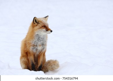 Kitakitsune,Ezo Red Fox 