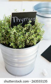 Kitchen Garden - Growing Thyme Herb In A Planter