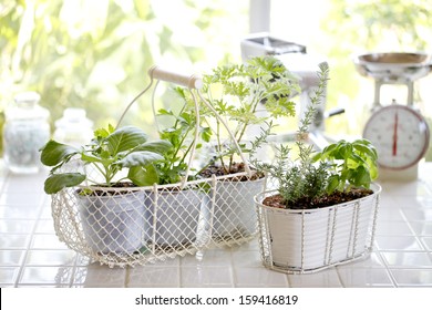 Kitchen Garden Of Herbs Windowsill