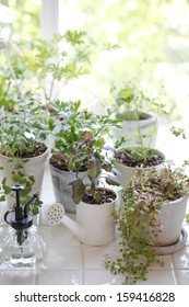 Kitchen Garden Of Herbs Windowsill