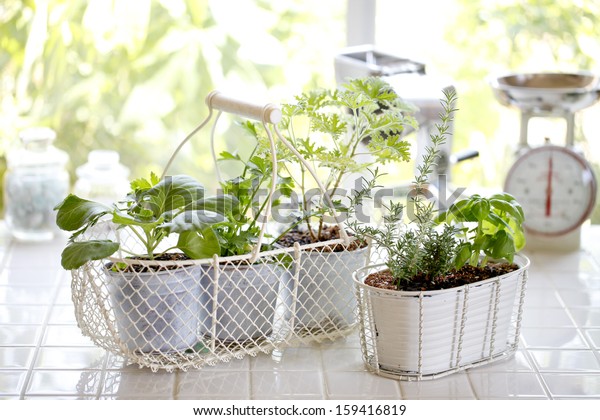 Kitchen Garden Herbs Windowsill Stock Photo Edit Now 159416819