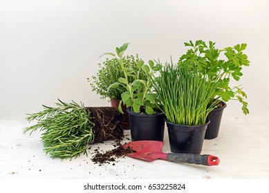 Kitchen Herb Plants In Pots Such As Rosemary, Thyme, Parsley, Sage, And Chives For Fresh And Healthy Cooking And A Red Shovel Against A Bright Gray Background With Copy Space, Selected Focus