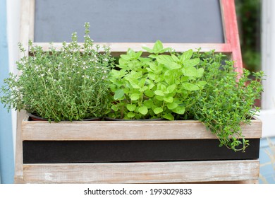 Kitchen herb plants in wooden box in home. Fresh herbs on balcony garden in pots. Mixed Green fresh aromatic herbs - melissa, mint, thyme, basil, parsley in pots. Aromatic spices Growing in home.