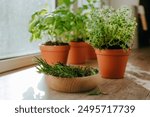 Kitchen herbs cultivated in a flower pots and rosemary in a wooden plate used in culinary on a windowsill. Selective focus.