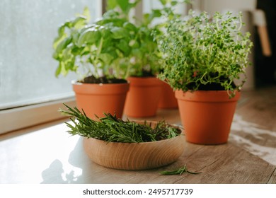 Kitchen herbs cultivated in a flower pots and rosemary in a wooden plate used in culinary on a windowsill. Selective focus. - Powered by Shutterstock