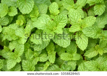 Kitchen Mint, Marsh Mint