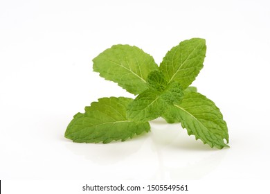 Kitchen Mint, Marsh Mint, branch has medicinal properties and on a white background.