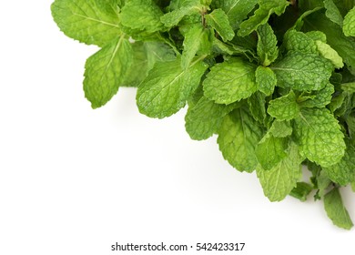 Kitchen Mint, Marsh Mint; vegetables and medicinal herbs, Thailand.