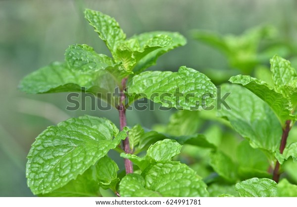 Kitchen Mint  is a\
plant of the mint\
family