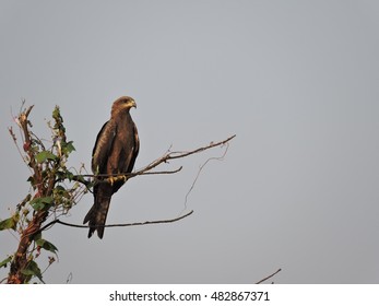 pictures of kite birds