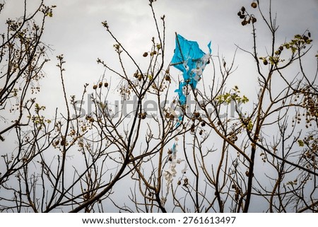 kite caught in tree branches