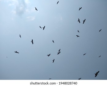 Kite Flying In The Blue Sky