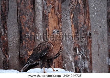 a kite sits on the snow looking at the camera against the background of the wooden bird houses of the zoo. Zoo Penza Russia