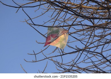 A Kite Was Stuck Between The Branches.