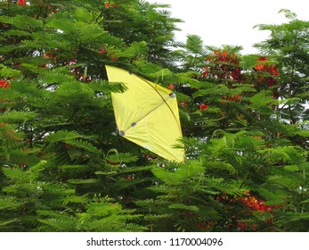 Kite stuck in tree