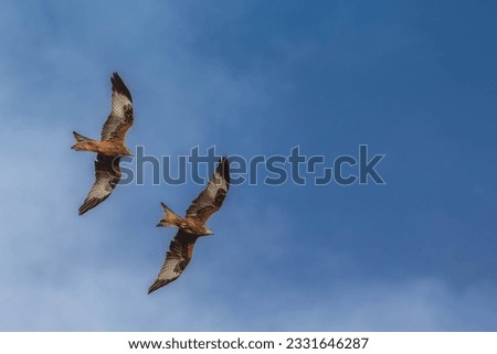 Kites and Vultures on fligth