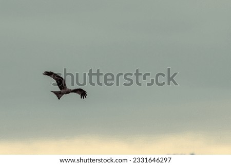 Kites and Vultures on fligth